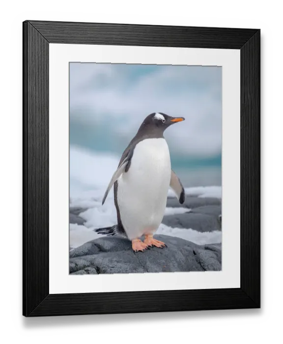 Framed Print : Gentoo Penguin waking to the shore. Antarctica, Antarctic Peninsula, Wiencke Island