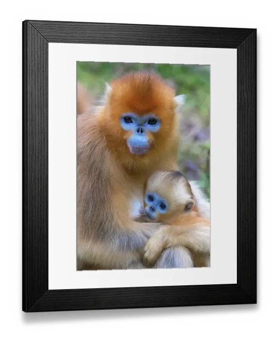 Framed Print : China. Snub-nosed monkey mother and baby Framed Print : China. Snub-nosed monkey mother and baby