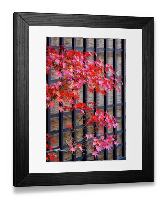 Framed Print : Red Japanese maple tree in autumn, Takayama, Japan
