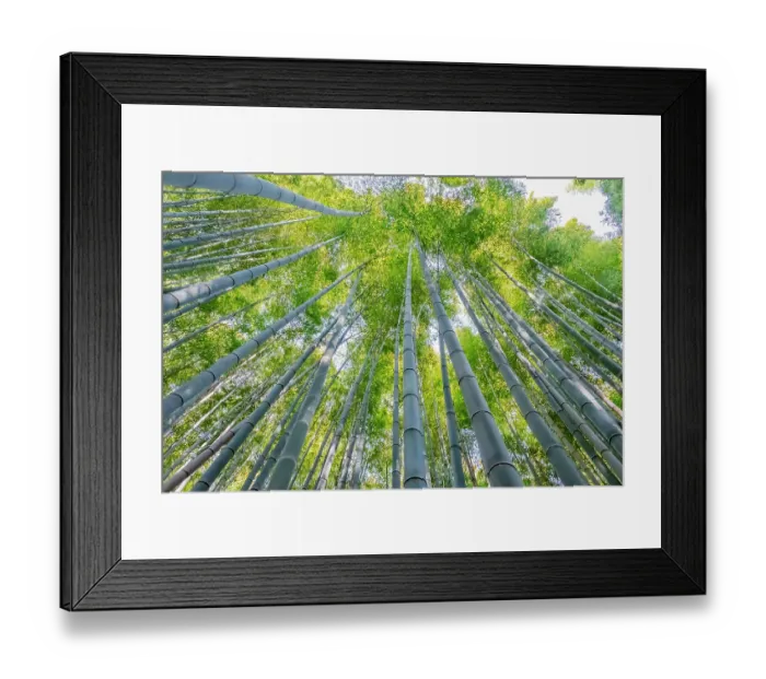 Framed Print : Sagano Bamboo Forest, Arashiyama, Kyoto, Japan