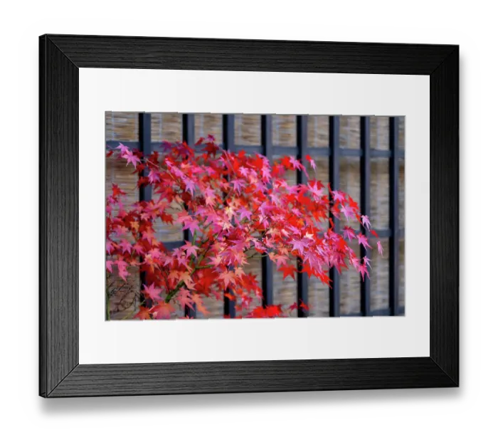 Framed Print : Red Japanese maple tree in autumn, Takayama, Japan Framed Print : Red Japanese maple tree in autumn, Takayama, Japan