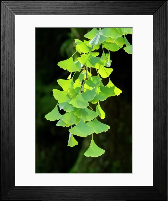 Framed Print : Detail of gingko tree, Kyoto, Japan Framed Print : Detail of gingko tree, Kyoto, Japan