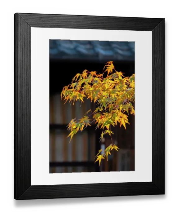 Framed Print : Japanese maple tree with colorful fall foliage, Kyoto, Japan Framed Print : Japanese maple tree with colorful fall foliage, Kyoto, Japan