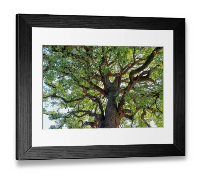 Framed Print : Japanese Camphor tree, Meiji Jingu shrine, Shibuya, Tokyo, Japan Framed Print : Japanese Camphor tree, Meiji Jingu shrine, Shibuya, Tokyo, Japan