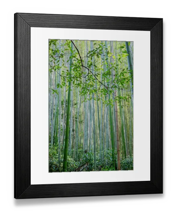 Framed Print : Sagano Bamboo Forest, Arashiyama, Kyoto, Japan Framed Print : Sagano Bamboo Forest, Arashiyama, Kyoto, Japan