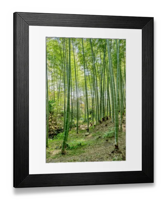 Framed Print : Sagano Bamboo Forest, Arashiyama, Kyoto, Japan Framed Print : Sagano Bamboo Forest, Arashiyama, Kyoto, Japan