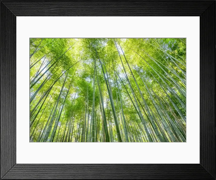 Framed Print : Sagano Bamboo Forest, Arashiyama, Kyoto, Japan Framed Print : Sagano Bamboo Forest, Arashiyama, Kyoto, Japan
