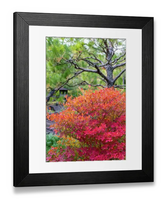 Framed Print : White bell enkianthus plant, Koko-en Garden, Himeji, Japan Framed Print : White bell enkianthus plant, Koko-en Garden, Himeji, Japan