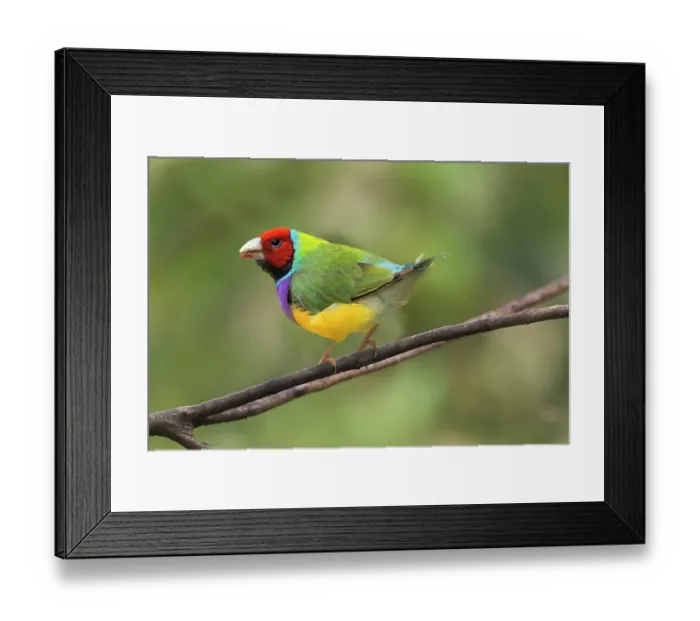 Framed Print : Australia. Close-up of Gouldian finch on limb