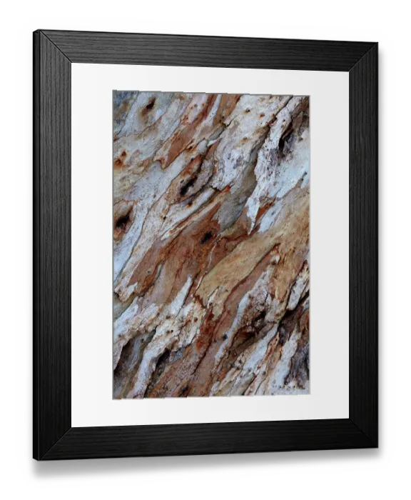 Framed Print : Bark on gum tree, Thargomindah, Queensland, Australia Framed Print : Bark on gum tree, Thargomindah, Queensland, Australia