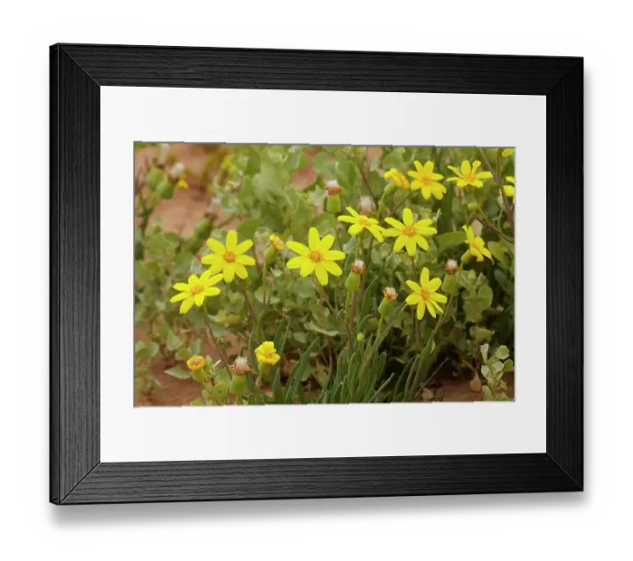 Framed Print : Annual Yellowtop, Strzelecki Track, Australia Framed Print : Annual Yellowtop, Strzelecki Track, Australia