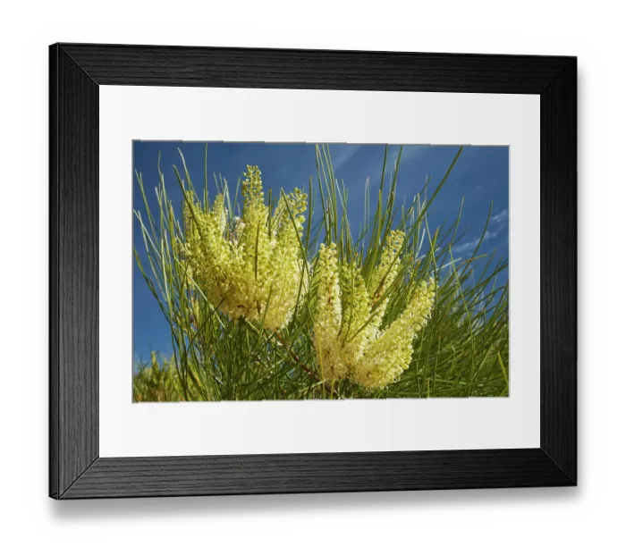 Framed Print : Wildflowers (Grevillea species), Munga-Thirri National Park, Australia Framed Print : Wildflowers (Grevillea species), Munga-Thirri National Park, Australia