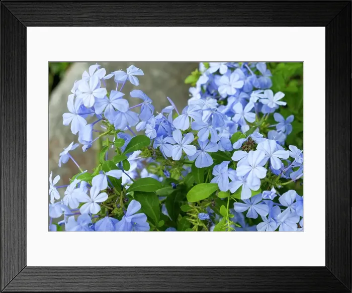 Framed Print : Antigua, West Indies. Local tropical flowers Framed Print : Antigua, West Indies. Local tropical flowers