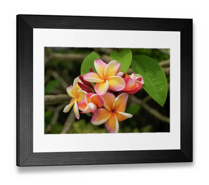 Framed Print : Antigua, West Indies. Local tropical flowers