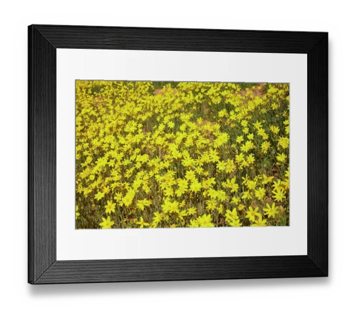 Framed Print : Field of wildflowers, Munga-Thirri National Park, Australia