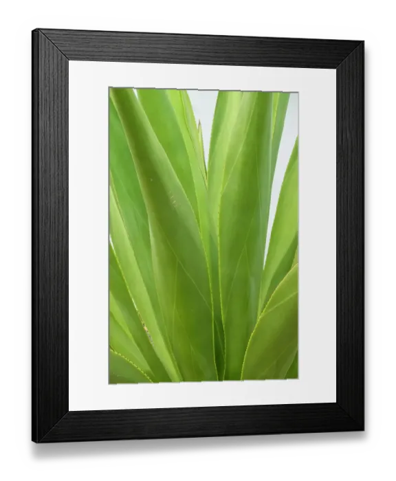 Framed Print : Antigua, West Indies. Close-up of agave plant Framed Print : Antigua, West Indies. Close-up of agave plant