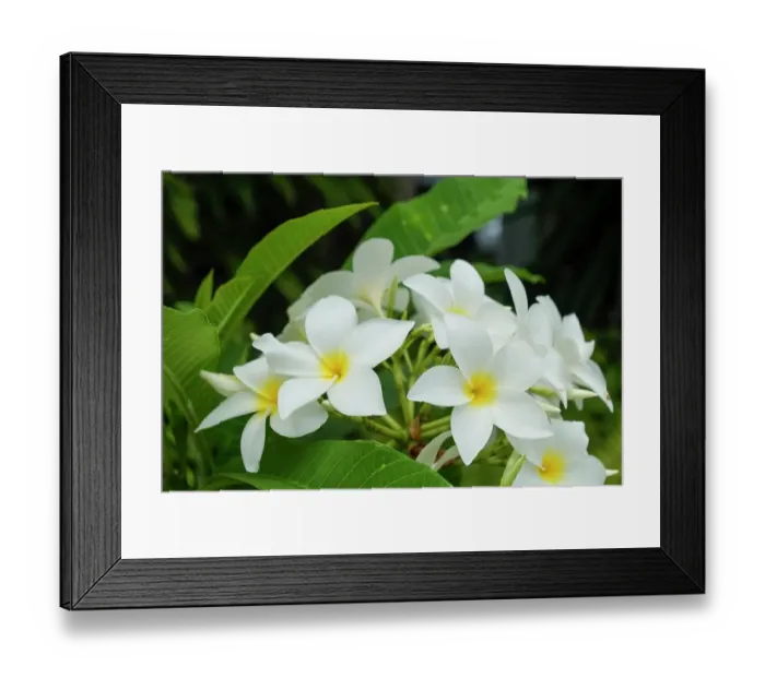 Framed Print : Antigua, West Indies. Local tropical flowers Framed Print : Antigua, West Indies. Local tropical flowers