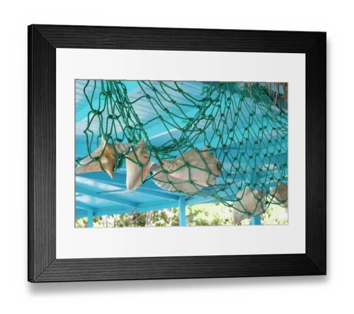 Framed Print : Antigua, West Indies. Local sea shells hanging from a net Framed Print : Antigua, West Indies. Local sea shells hanging from a net