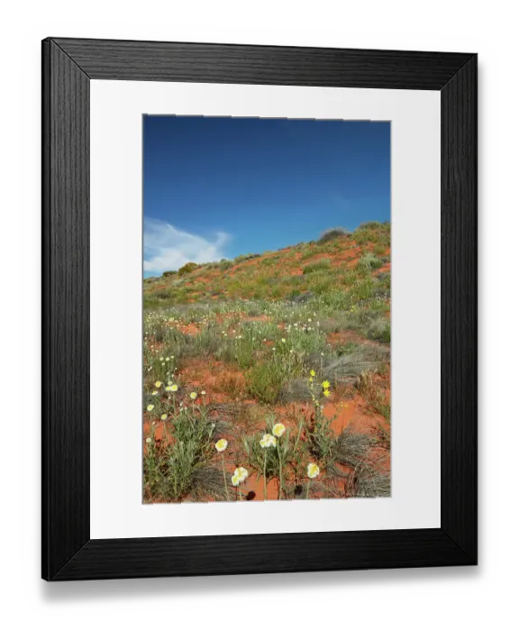 Framed Print : Poached egg daisies (Polycalymma stuartii), Munga-Thirri National Park, Australia Framed Print : Poached egg daisies (Polycalymma stuartii), Munga-Thirri National Park, Australia