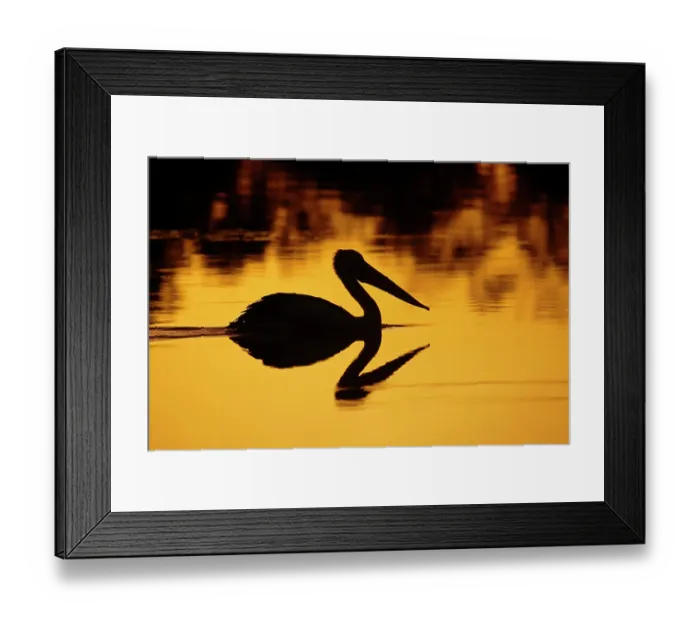 Framed Print : Australian Pelican at sunset, Lake Houdraman, Quilpie, Queensland, Australia