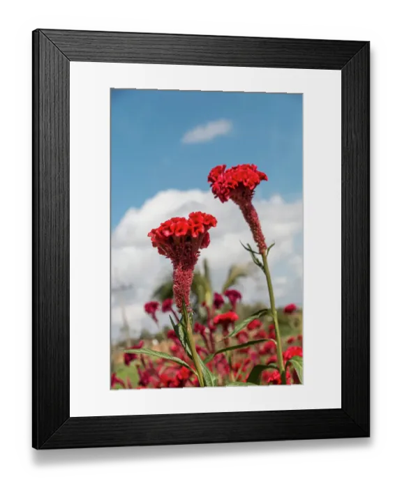 Framed Print : Cuba, Havana. Red, fuzzy flowers, variation of statice flower Framed Print : Cuba, Havana. Red, fuzzy flowers, variation of statice flower