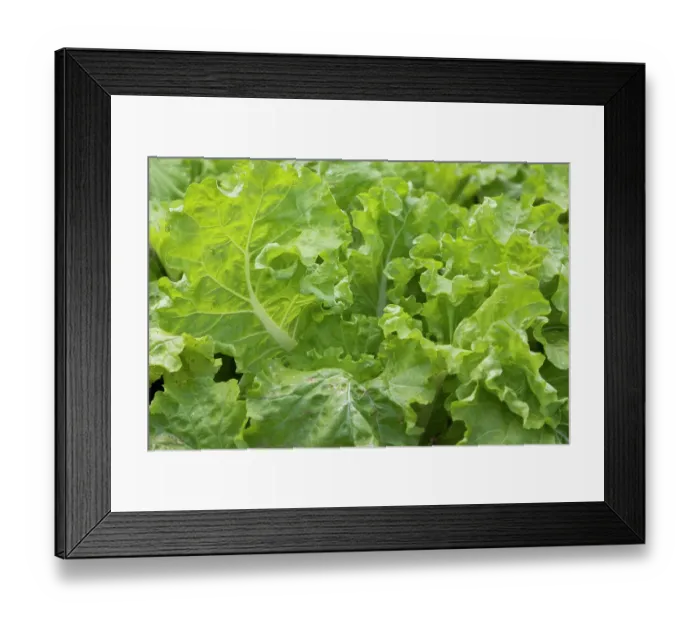 Framed Print : Cuba, Vinales, Finca Agroecologica El Paraiso. Organic farm and restaurant in Vinales Valley Framed Print : Cuba, Vinales, Finca Agroecologica El Paraiso. Organic farm and restaurant in Vinales Valley