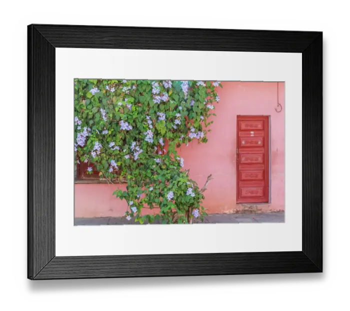 Framed Print : Cuba, Cienfuegos. Street scenes and old buildings and doors. Bougainvillea vines growing on wall