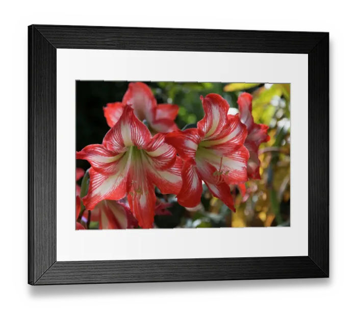 Framed Print : Cuba, Havana. Hotel Nacional de Cuba. Oriental lily