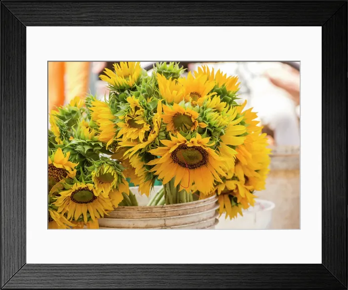 Framed Print : Cuba, Havana. Sunflowers for sale, street market Framed Print : Cuba, Havana. Sunflowers for sale, street market