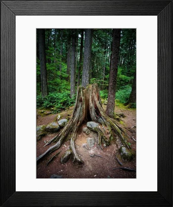 Framed Print : Old growth tree stump in forest, Lynn Canyon Park, North Vancouver, British Columbia, Canada Framed Print : Old growth tree stump in forest, Lynn Canyon Park, North Vancouver, British Columbia, Canada