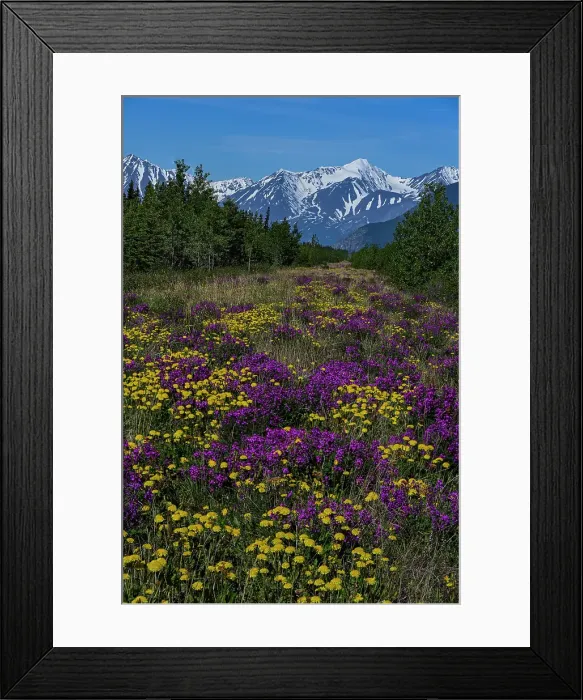 Framed Print : Canada, Yukon. Wildflowers and mountains of Kluane National Park along Alaska Highway Framed Print : Canada, Yukon. Wildflowers and mountains of Kluane National Park along Alaska Highway