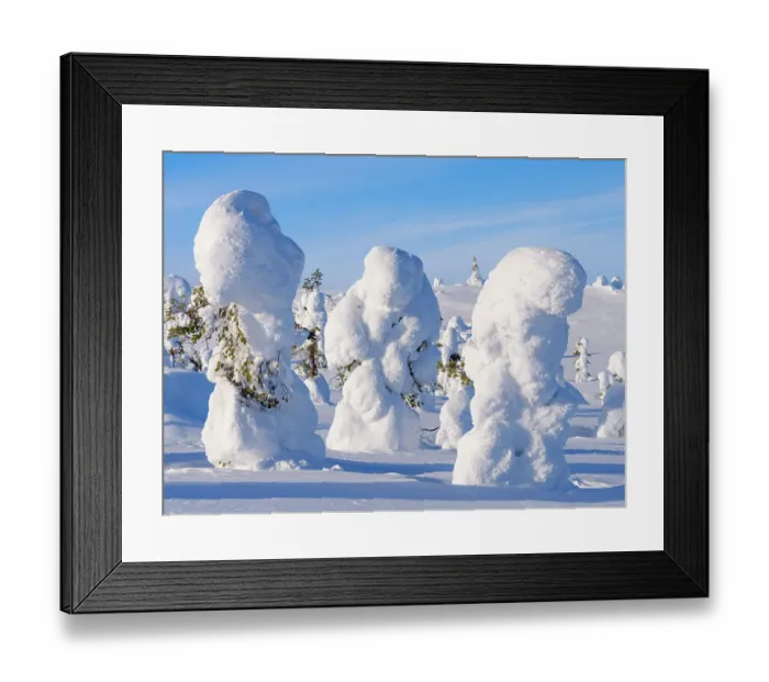 Framed Print : Boreal Forest or Taiga with snow clad spruce trees (locally called Tunturi) during winter. Landscape in the Riisitunturi National Park (Riisitunturi Kansallispuisto) in Lapland near Posio, Finland Framed Print : Boreal Forest or Taiga with snow clad spruce trees (locally called Tunturi) during winter. Landscape in the Riisitunturi National Park (Riisitunturi Kansallispuisto) in Lapland near Posio, Finland