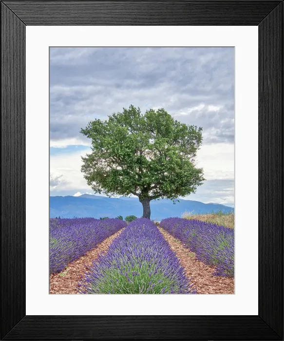 Framed Print : France, Provence. Lavender fields with lone tree Framed Print : France, Provence. Lavender fields with lone tree