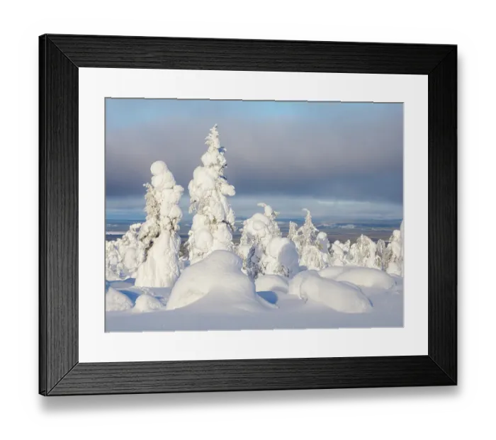 Framed Print : Snow covered mountain forest near Luosto. Landscape in the Pyha-Luosto National Park during winter in Lapland, Scandinavia, Finland Framed Print : Snow covered mountain forest near Luosto. Landscape in the Pyha-Luosto National Park during winter in Lapland, Scandinavia, Finland