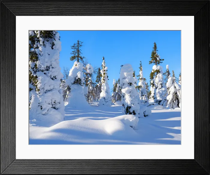 Framed Print : Boreal Forest or Taiga with snow clad spruce trees (locally called Tunturi) during winter. Landscape in the Riisitunturi National Park (Riisitunturi Kansallispuisto) in Lapland near Posio, Finland