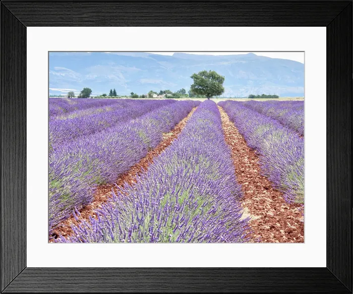 Framed Print : France, Provence. Lavender fields with lone tree Framed Print : France, Provence. Lavender fields with lone tree