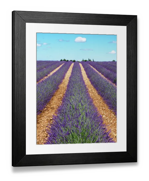 Framed Print : France, Provence. Lavender fields Framed Print : France, Provence. Lavender fields