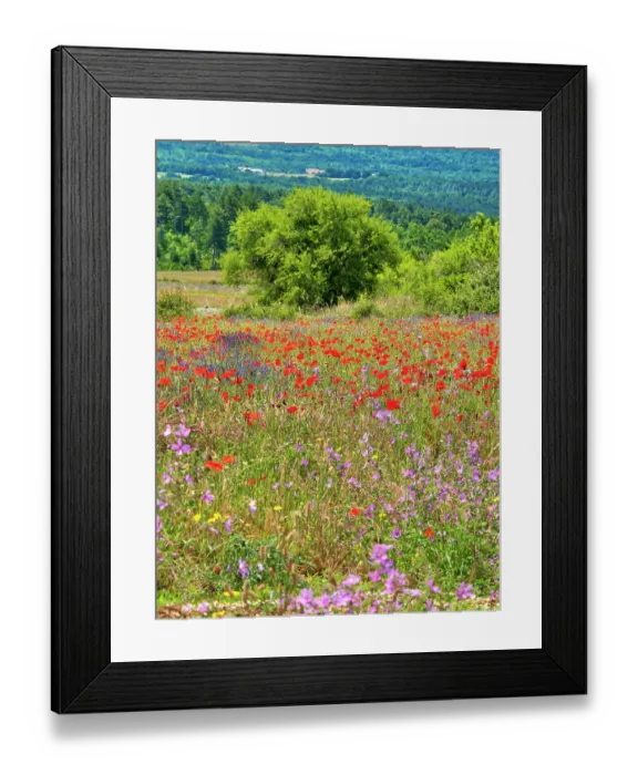 Framed Print : France, Provence, Sault, Lone tree and poppies Framed Print : France, Provence, Sault, Lone tree and poppies