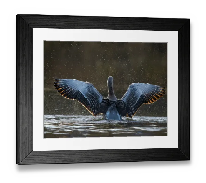 Framed Print : Graylag Goose (Anser anser), probably the ancestor of the domesticated geese. Germany, Bavaria, Munich Framed Print : Graylag Goose (Anser anser), probably the ancestor of the domesticated geese. Germany, Bavaria, Munich