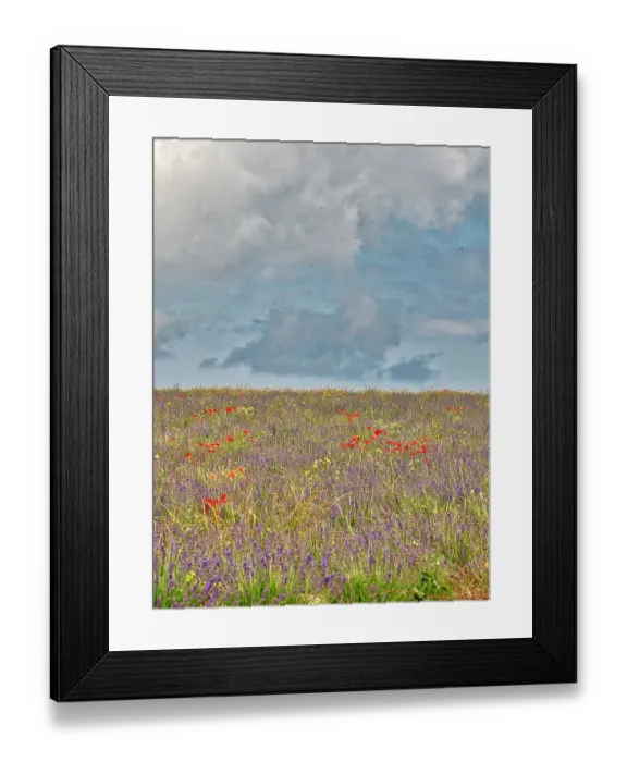Framed Print : France, Provence, Sault, Hillsides of wildflowers Framed Print : France, Provence, Sault, Hillsides of wildflowers