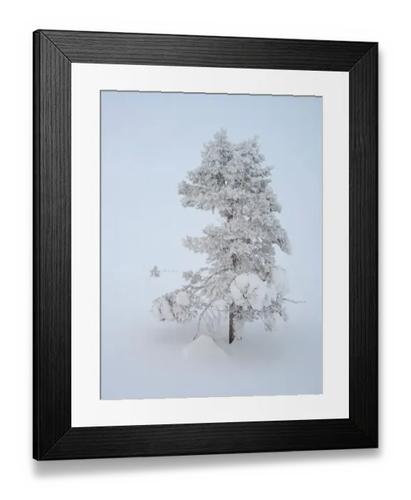 Framed Print : Scots pine also called Scotch pine, Baltic pine or European red pine during winter in the Pallas-Yllastunturi National Park near Pallas, Finland Framed Print : Scots pine also called Scotch pine, Baltic pine or European red pine during winter in the Pallas-Yllastunturi National Park near Pallas, Finland