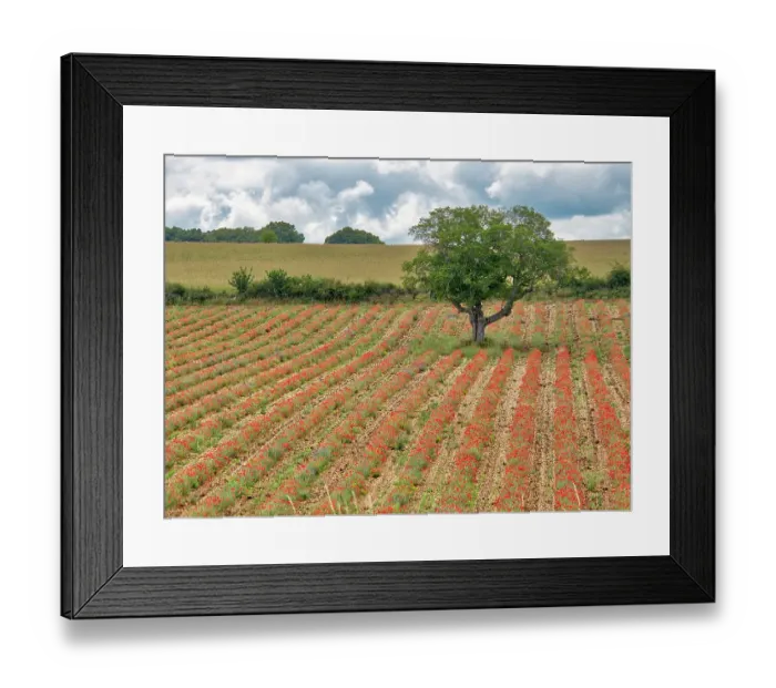Framed Print : France, Provence, Sault, Lone tree and poppies Framed Print : France, Provence, Sault, Lone tree and poppies