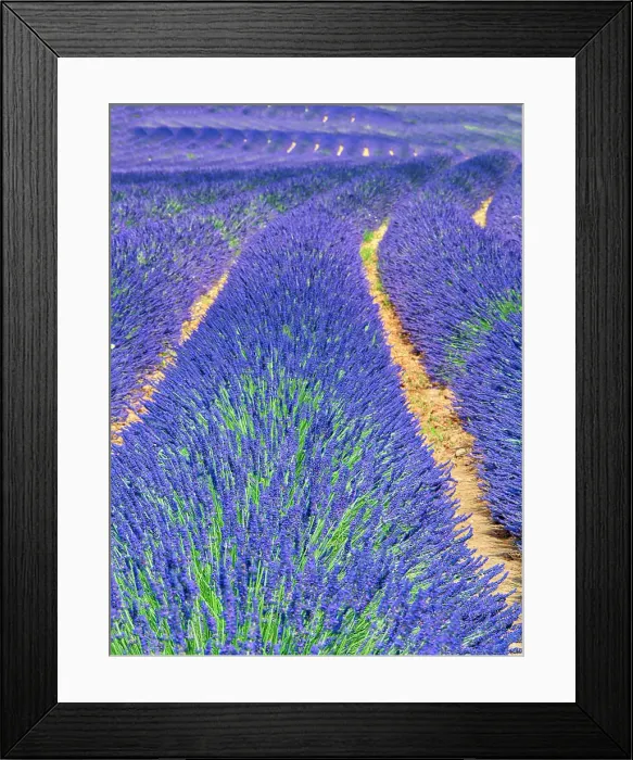 Framed Print : France, Provence. S-Cure pattern in the lavender Framed Print : France, Provence. S-Cure pattern in the lavender