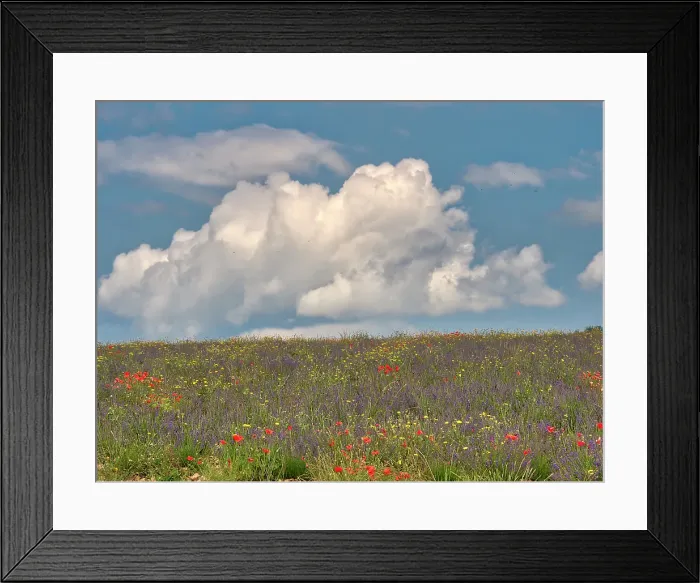 Framed Print : France, Provence, Sault, Hillsides of wildflowers
