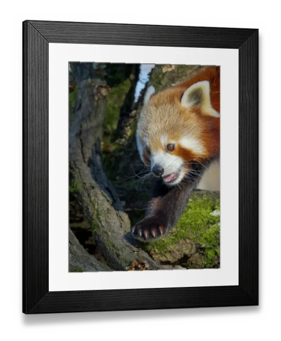 Framed Print : Red Panda or Lesser Panda climbing in a tree in Hellabrunn Zoo in Munich. Germany, Munich Framed Print : Red Panda or Lesser Panda climbing in a tree in Hellabrunn Zoo in Munich. Germany, Munich