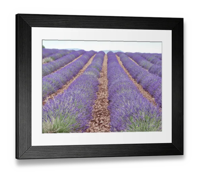 Framed Print : France, Provence. Lavender fields