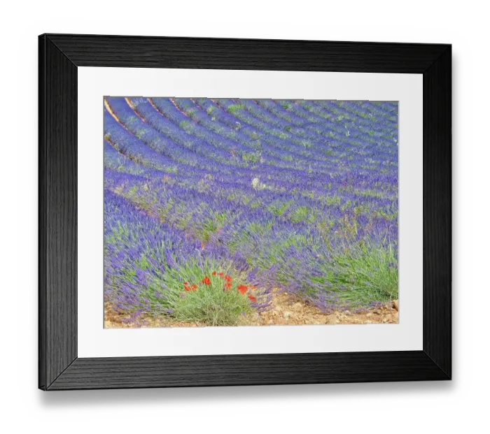 Framed Print : France, Provence. Lavender fields and poppies