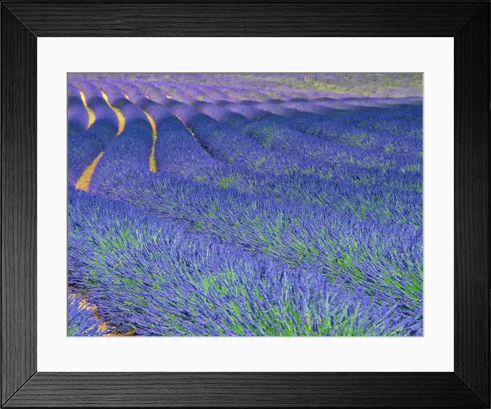 Framed Print : France, Provence. S-Cure pattern in the lavender Framed Print : France, Provence. S-Cure pattern in the lavender
