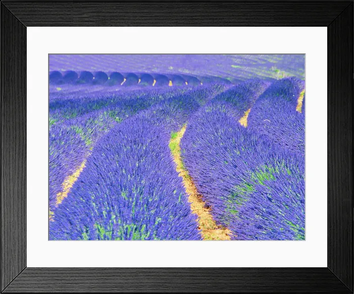 Framed Print : France, Provence. S-Cure pattern in the lavender Framed Print : France, Provence. S-Cure pattern in the lavender