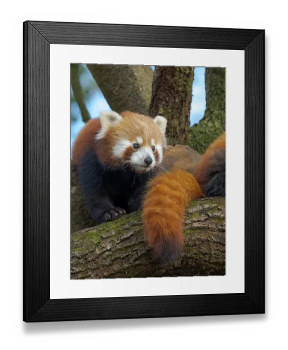 Framed Print : Red Panda or Lesser Panda in Hellabrunn Zoo in Munich. Germany, Munich Framed Print : Red Panda or Lesser Panda in Hellabrunn Zoo in Munich. Germany, Munich